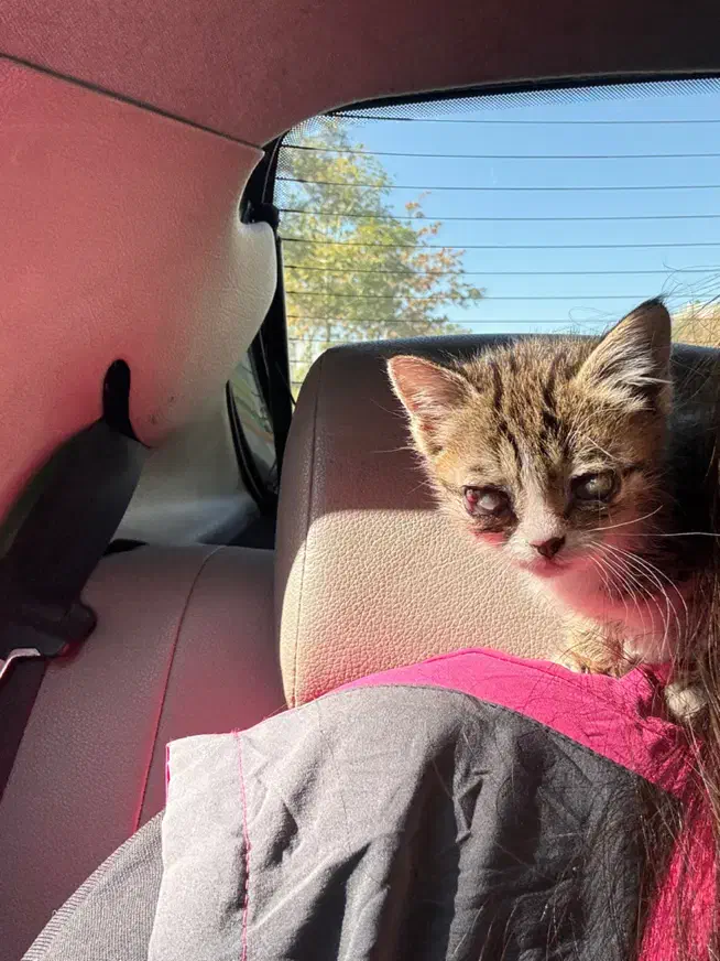 سرپرستی گربه|گربه|تبریز, |دیوار