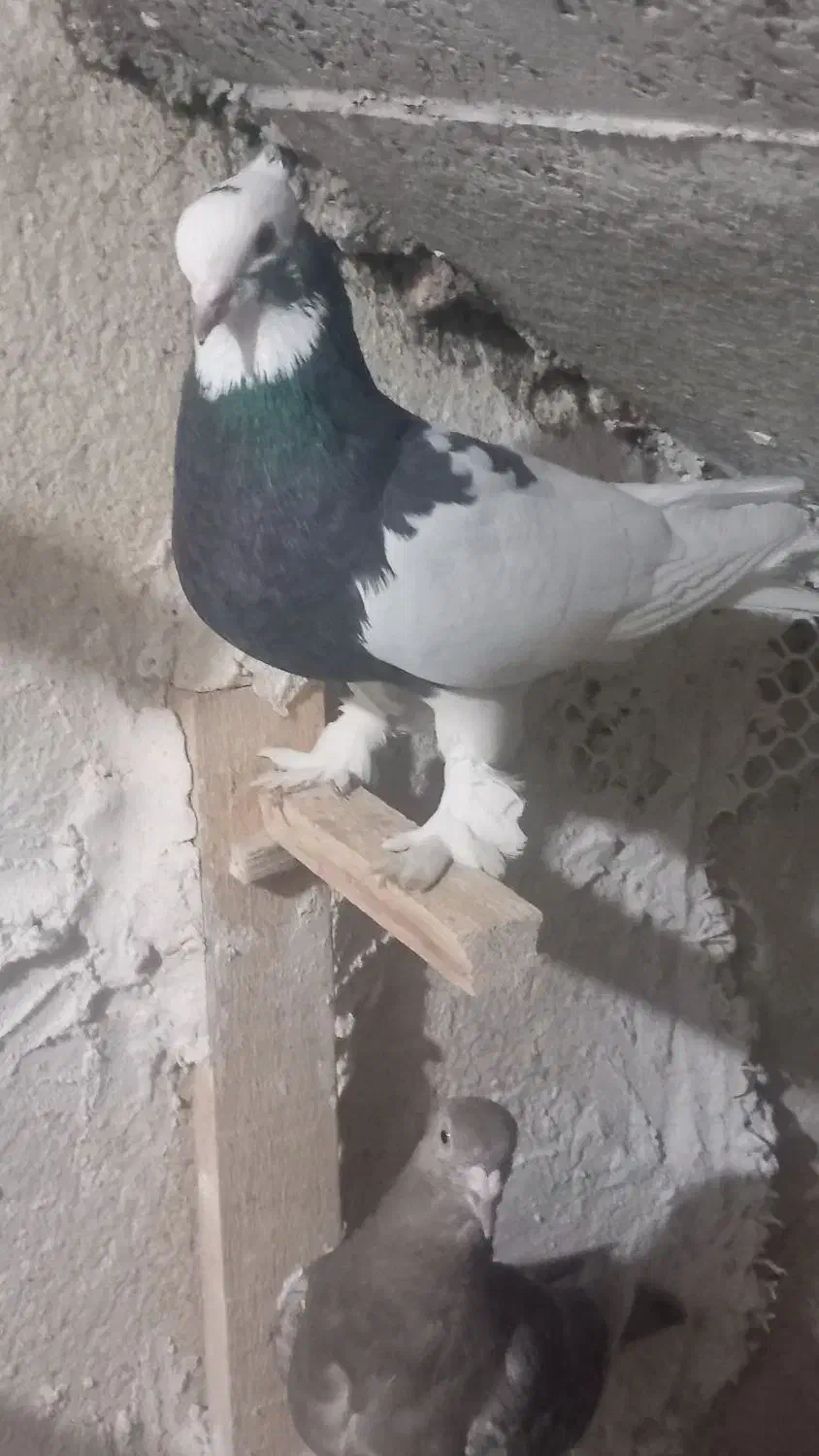 کفتر سینه|پرنده|شیراز, جوادیه|دیوار