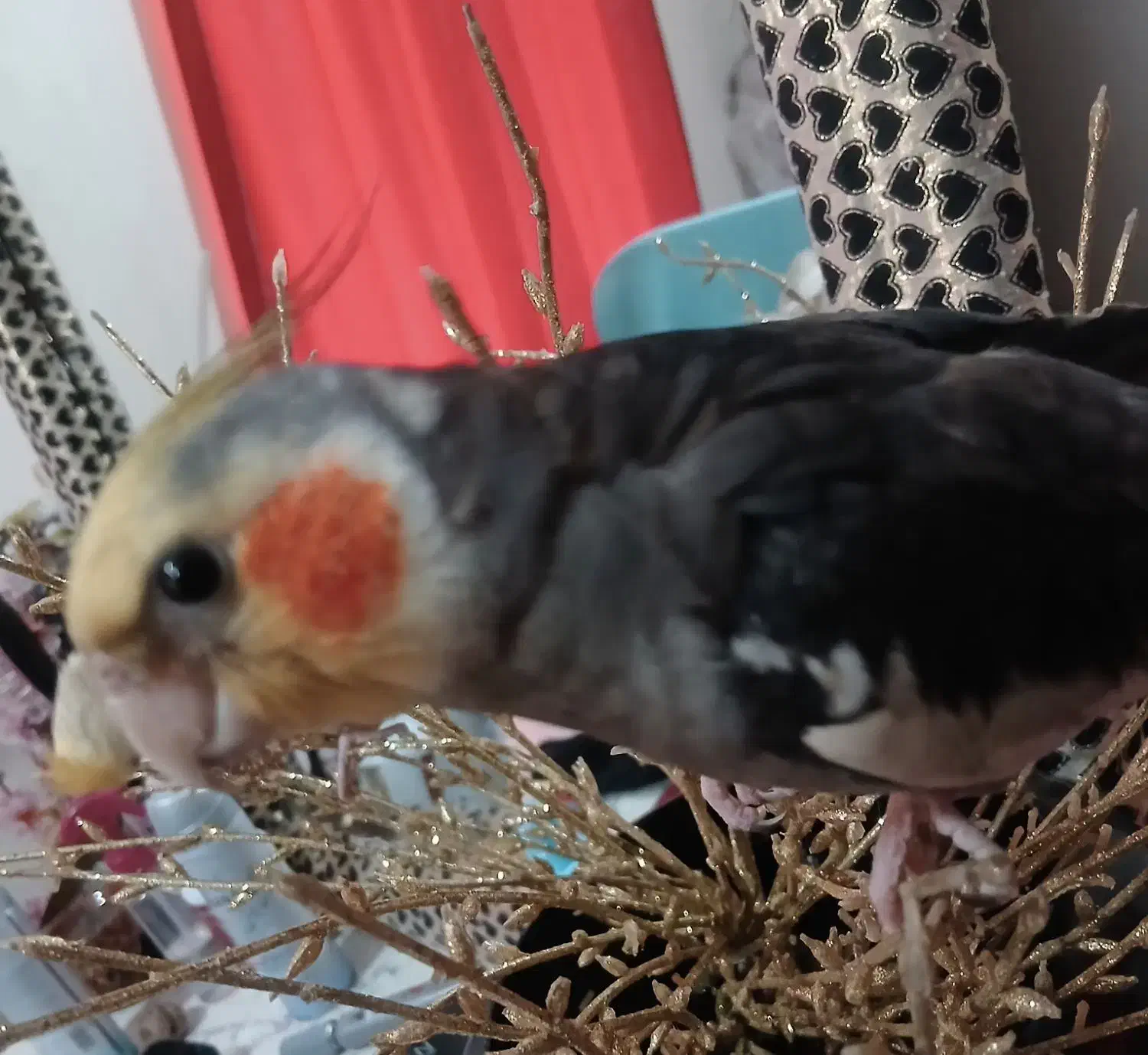 گمشده|پرنده|تهران, سلسبیل شمالی|دیوار