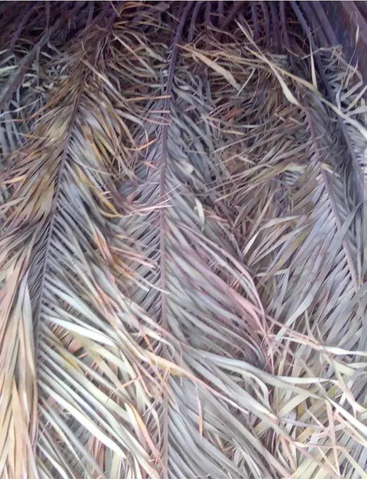 برگ نخل کارکرده ، برگی ۱۰ هزار تومان|گل و گیاه طبیعی|رفسنجان, |دیوار