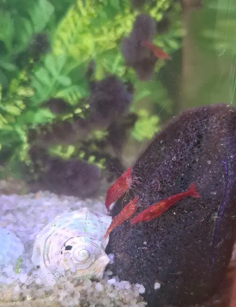 ماهی گپی ، میگو|ماهی|تبریز, |دیوار