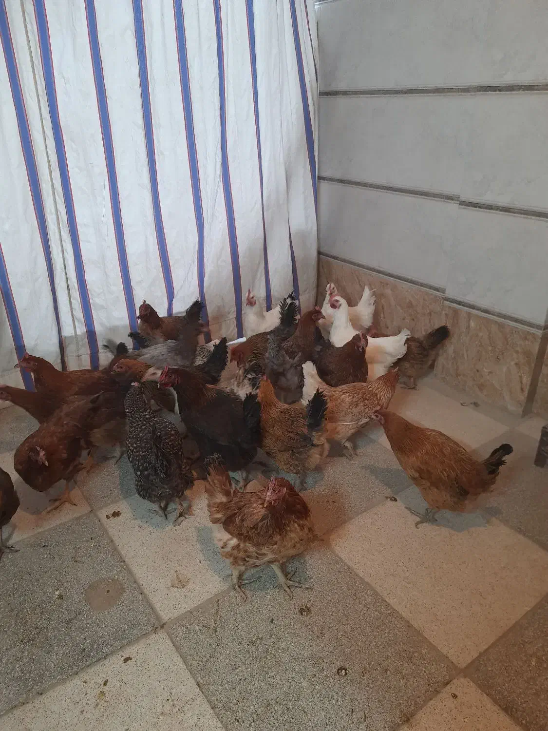 مرغ بومی تخم گذار|حیوانات مزرعه|قهدریجان, |دیوار