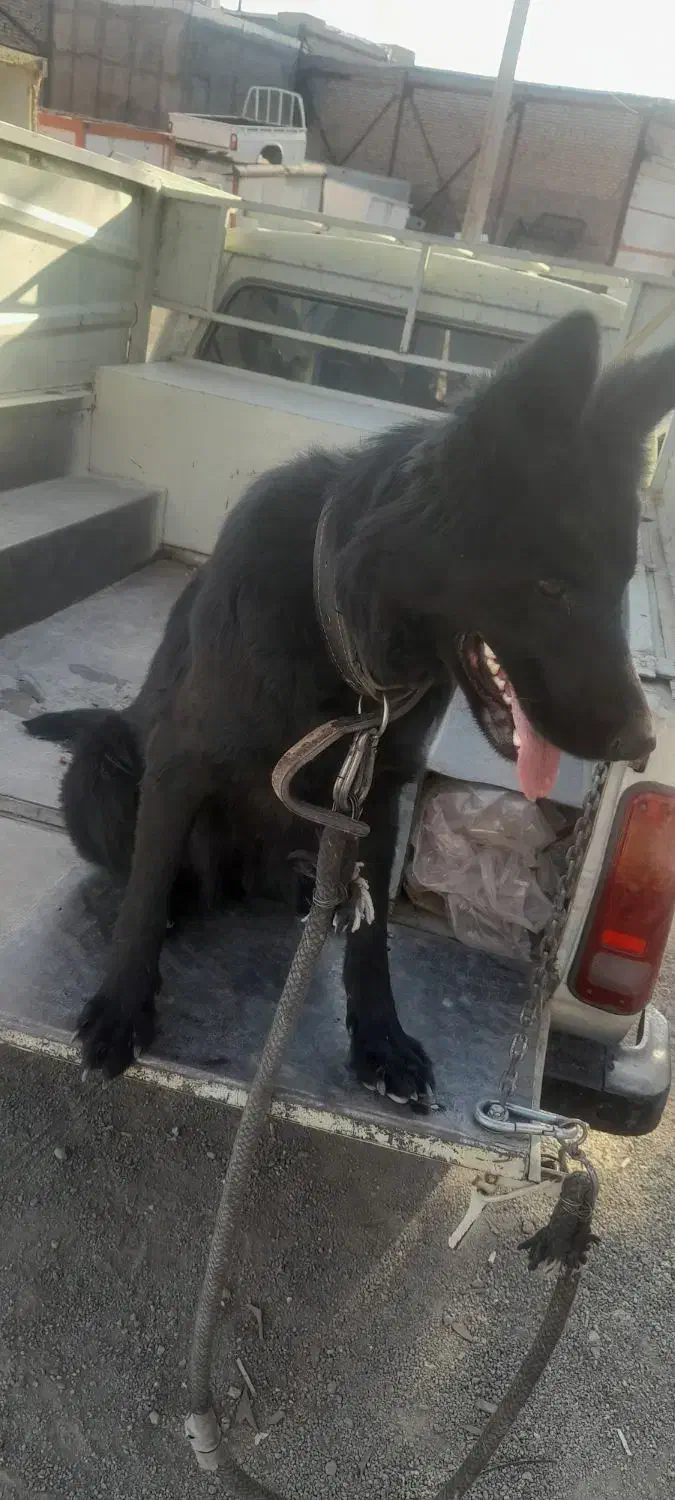 سگ ژرمن بلک اصل و خالص|سگ|رباط‌کریم, رباط‌کریم|دیوار