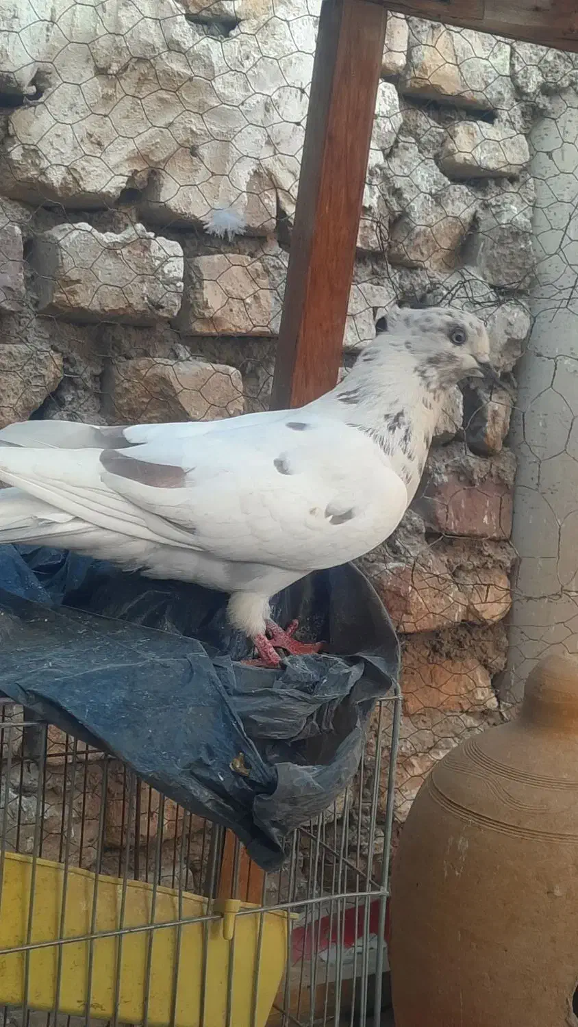 کبوتر|پرنده|نائین, |دیوار