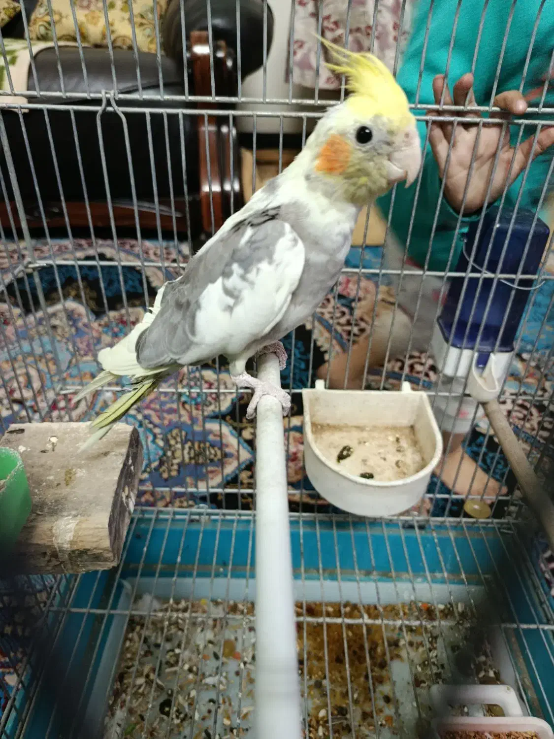 عروس هلندی|پرنده|یزد, |دیوار