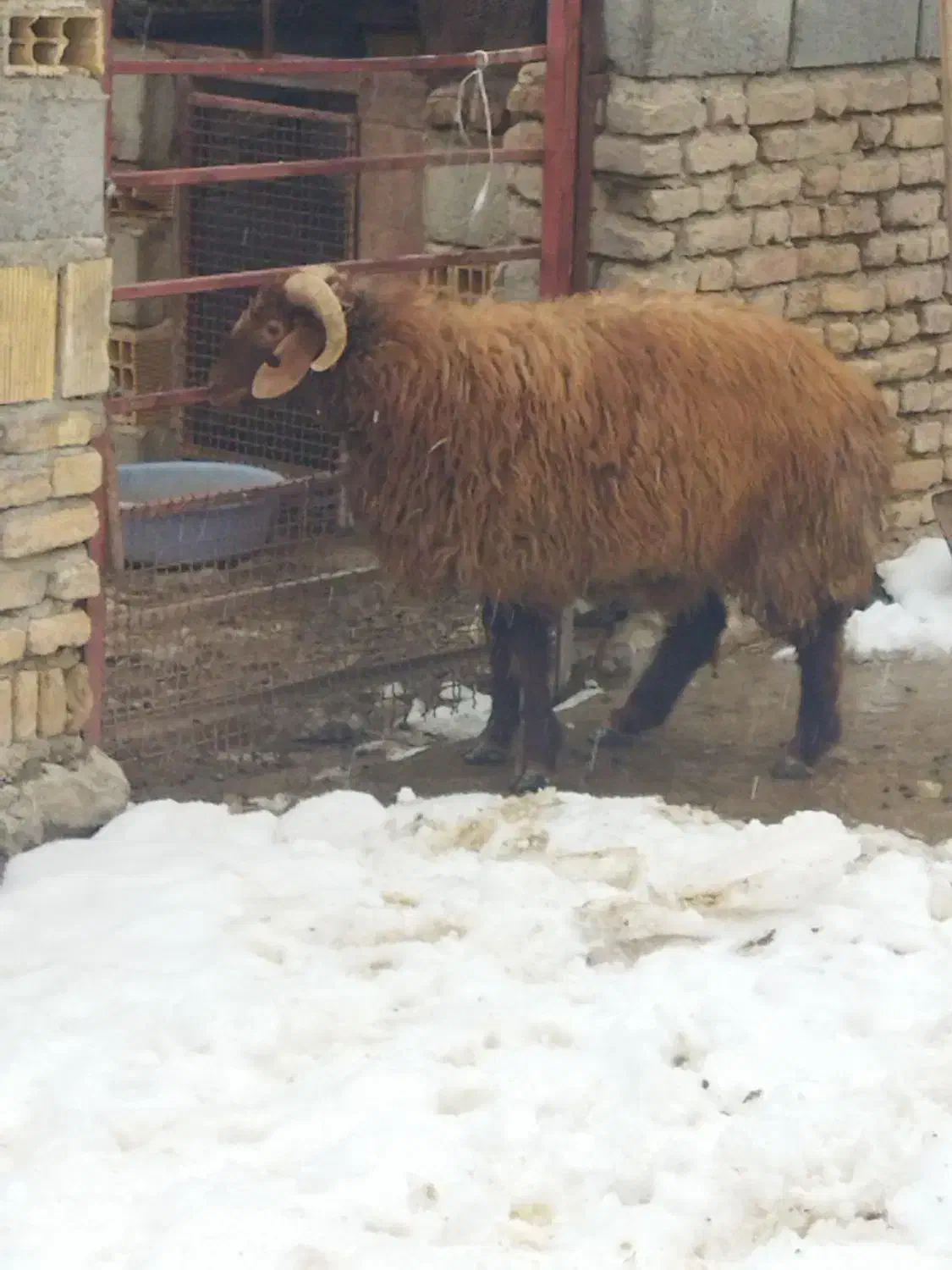 بره تخمی|حیوانات مزرعه|بلداجی, |دیوار