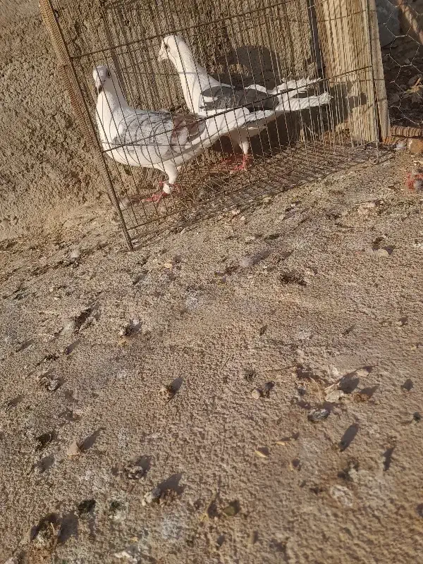 کبوتر پلاکی|پرنده|باروق, |دیوار