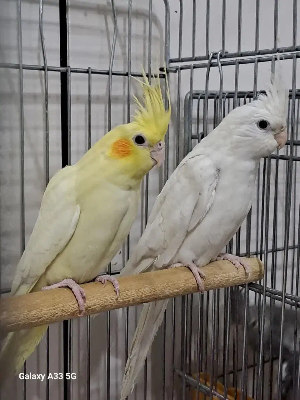 عروس هلندی|پرنده|نجف‌آباد, طالقانی|دیوار