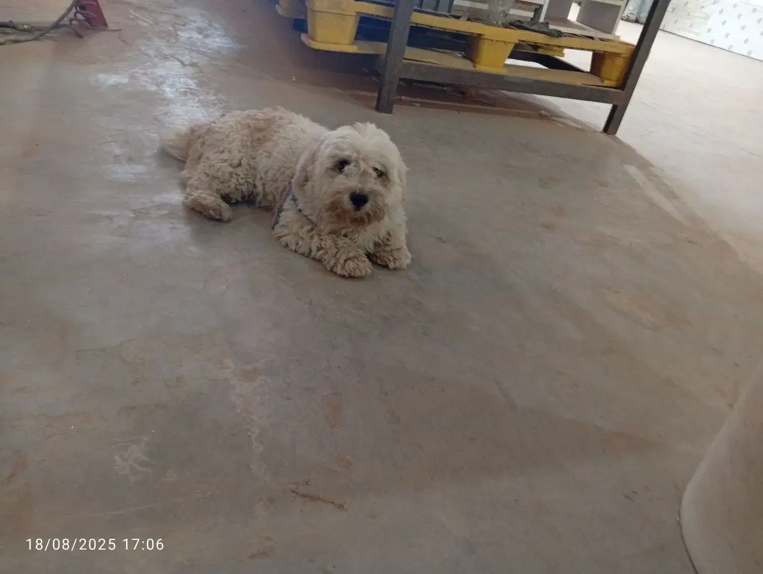 شیتزو انکل تراپی با شناسنامه|سگ|مشهد, بهار|دیوار