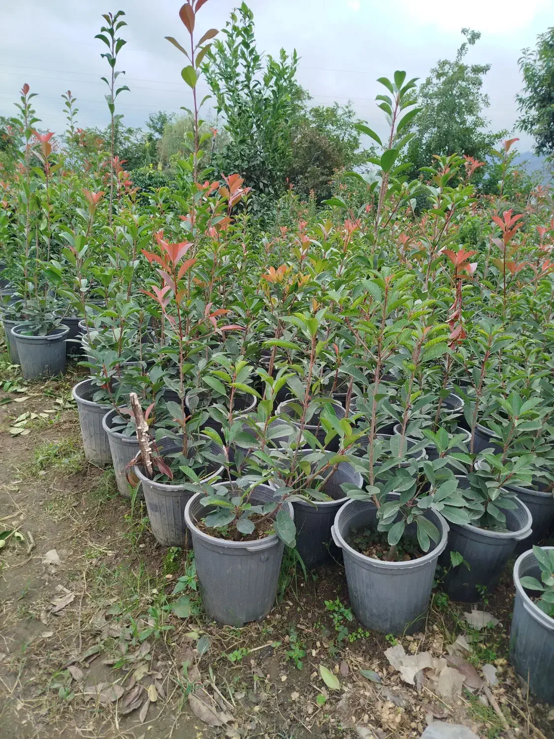 فوتونیا سطل 12 تعداد 500|گل و گیاه طبیعی|چابکسر, |دیوار