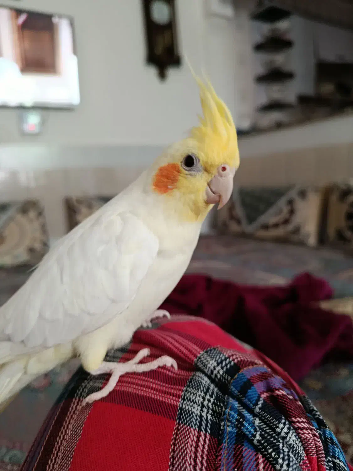 عروس هلندی|پرنده|درح, |دیوار