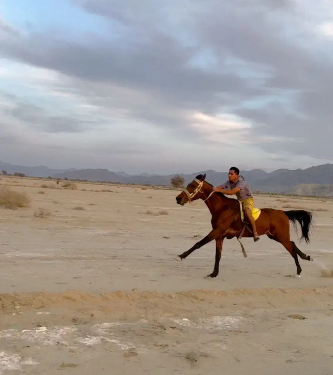 اسب کورسی|اسب و تجهیزات اسب‌سواری|کهنوج, |دیوار