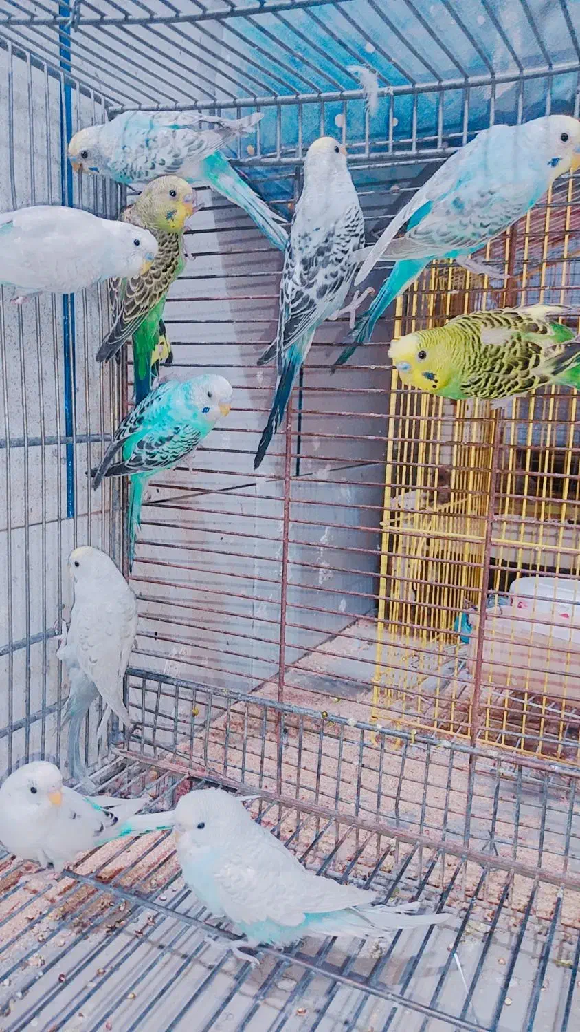 انواع مرغ عشق نژاد و درجه یک جوجه و بالغ جفت وتک|پرنده|سیرجان, |دیوار