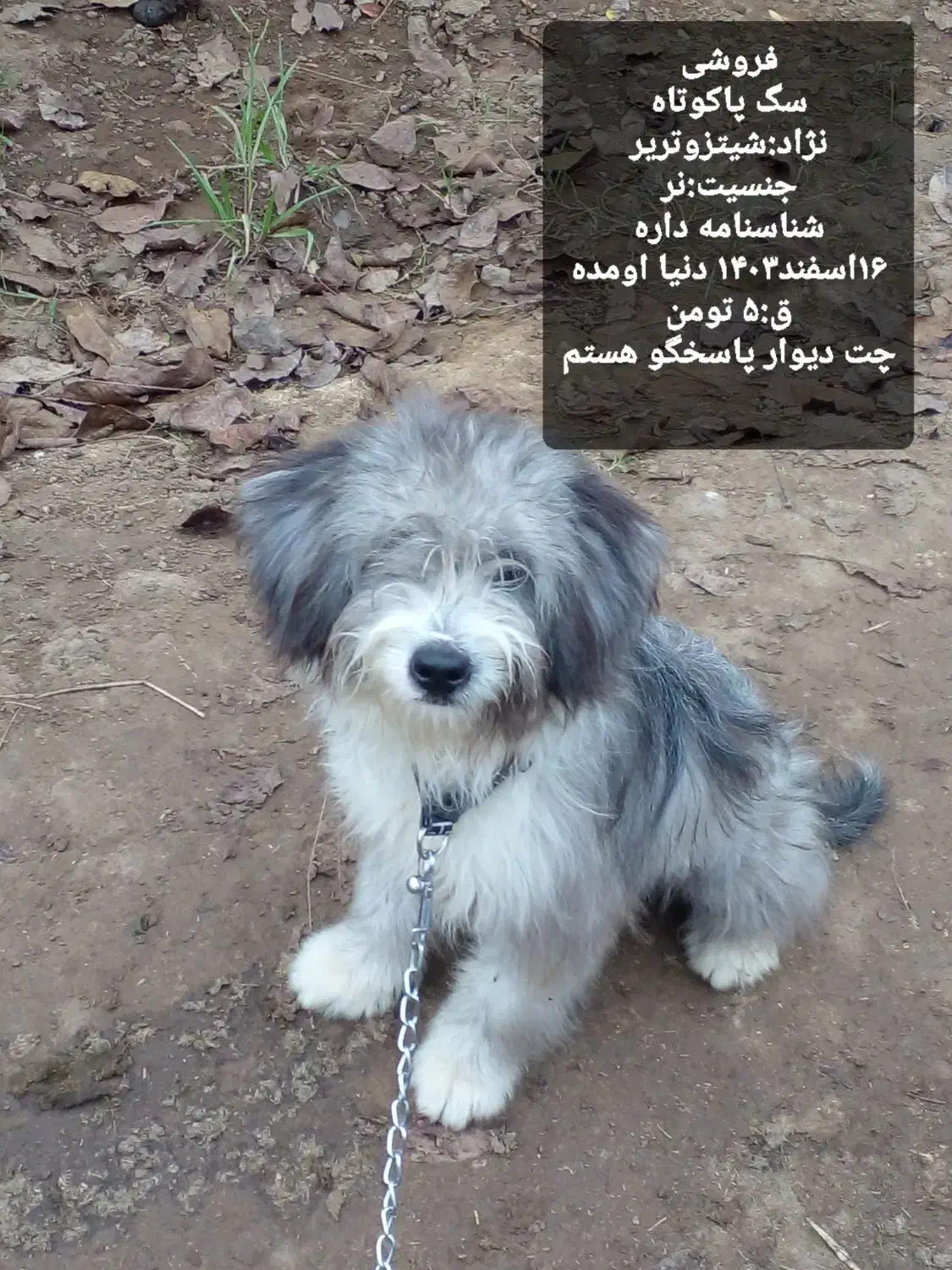 فروش فوری سگ پاکوتاه ب دلیل نبود جا|سگ|رودسر, |دیوار