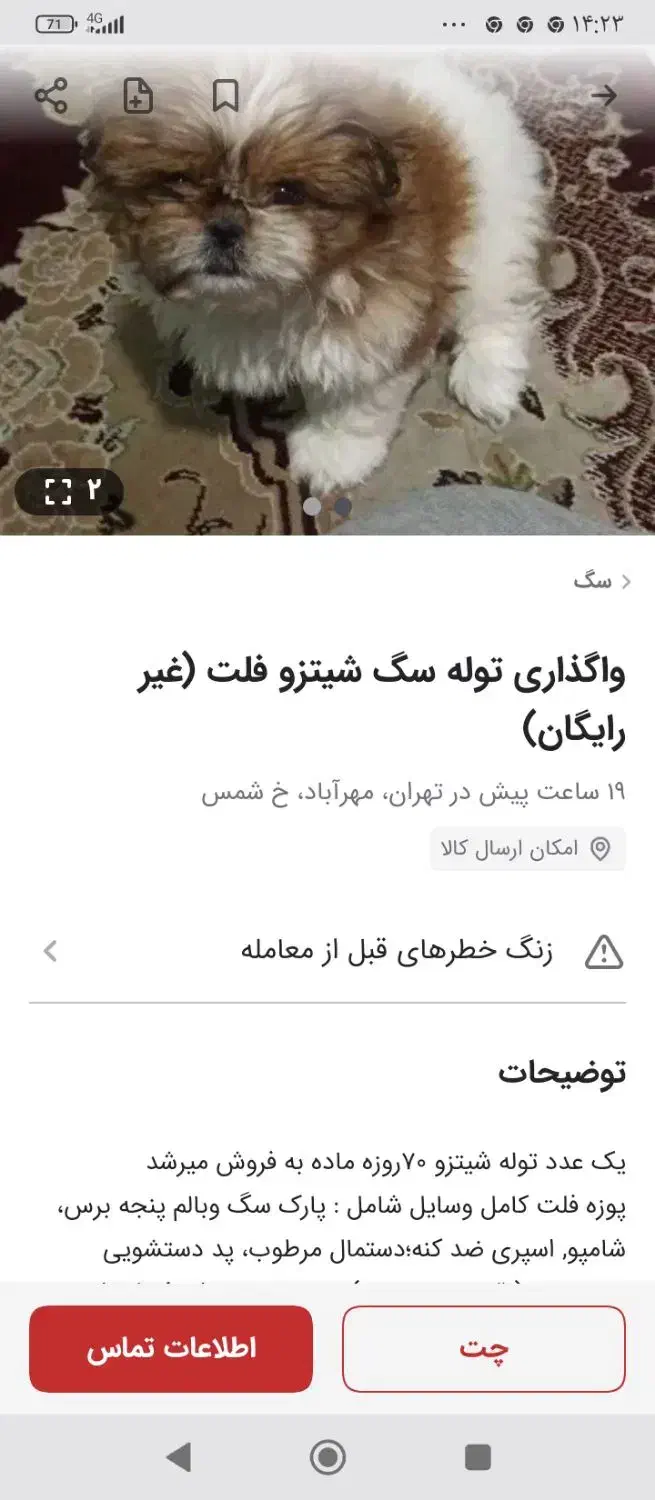 توله سگ شیتزو ماده|سگ|رشت, شهرک قدس|دیوار