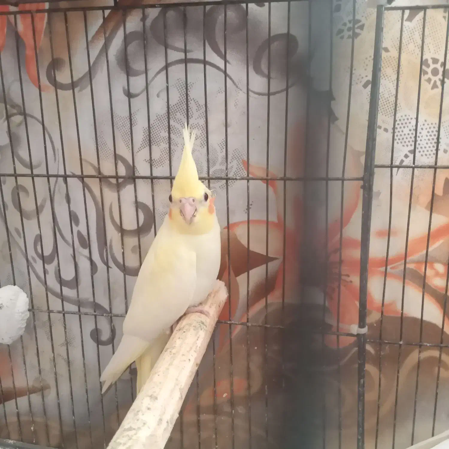 عروس هلندی ۲ماه|پرنده|بوشهر, |دیوار