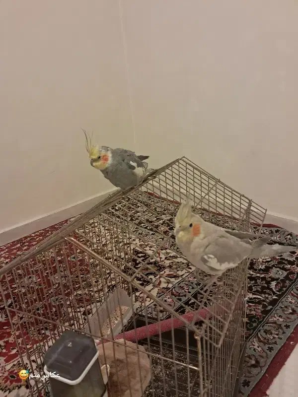 عروس هلندی  نر و ماده|پرنده|پرند, فاز ۶|دیوار