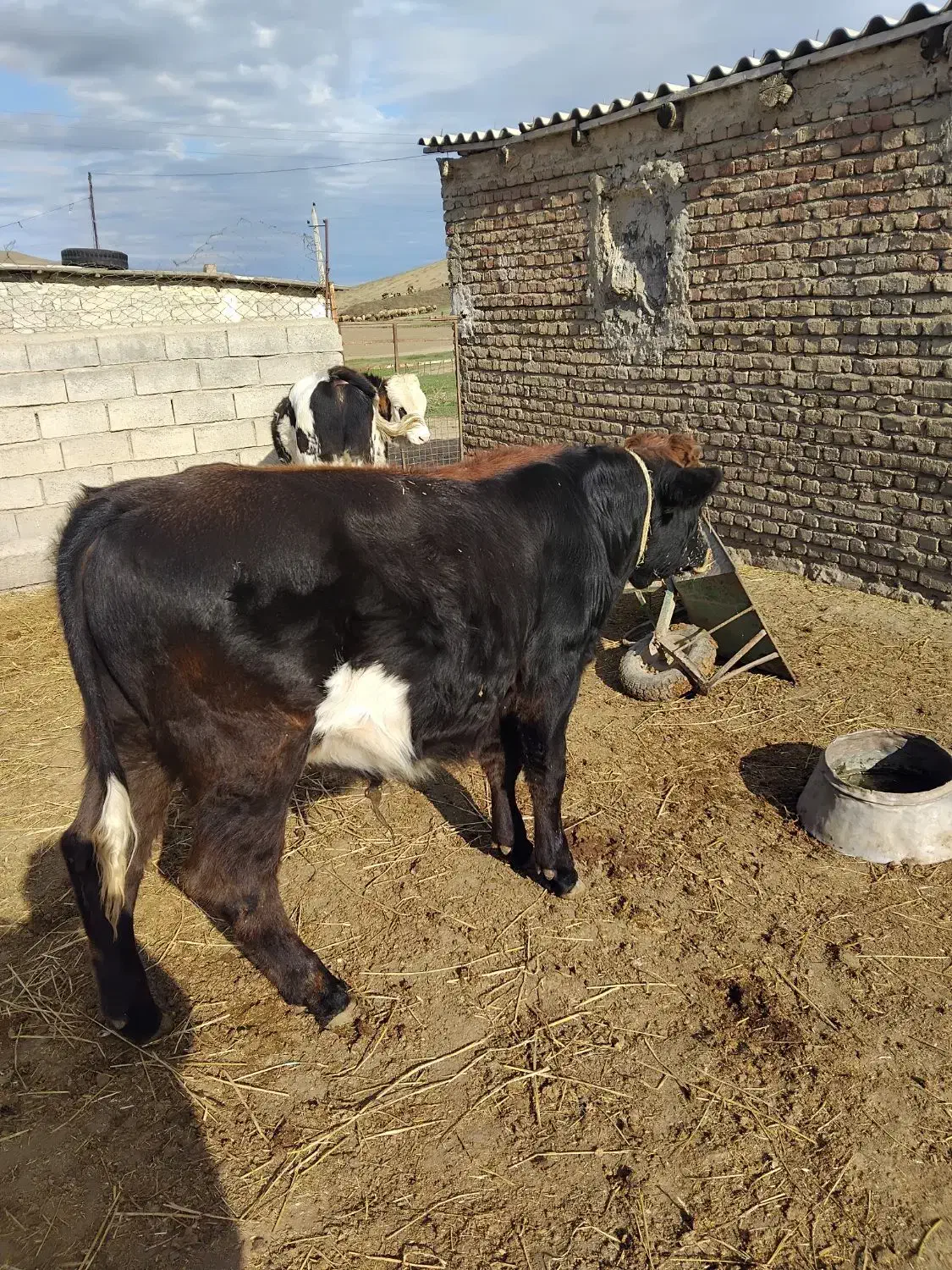 گوساله نر|حیوانات مزرعه|بیله سوار, |دیوار
