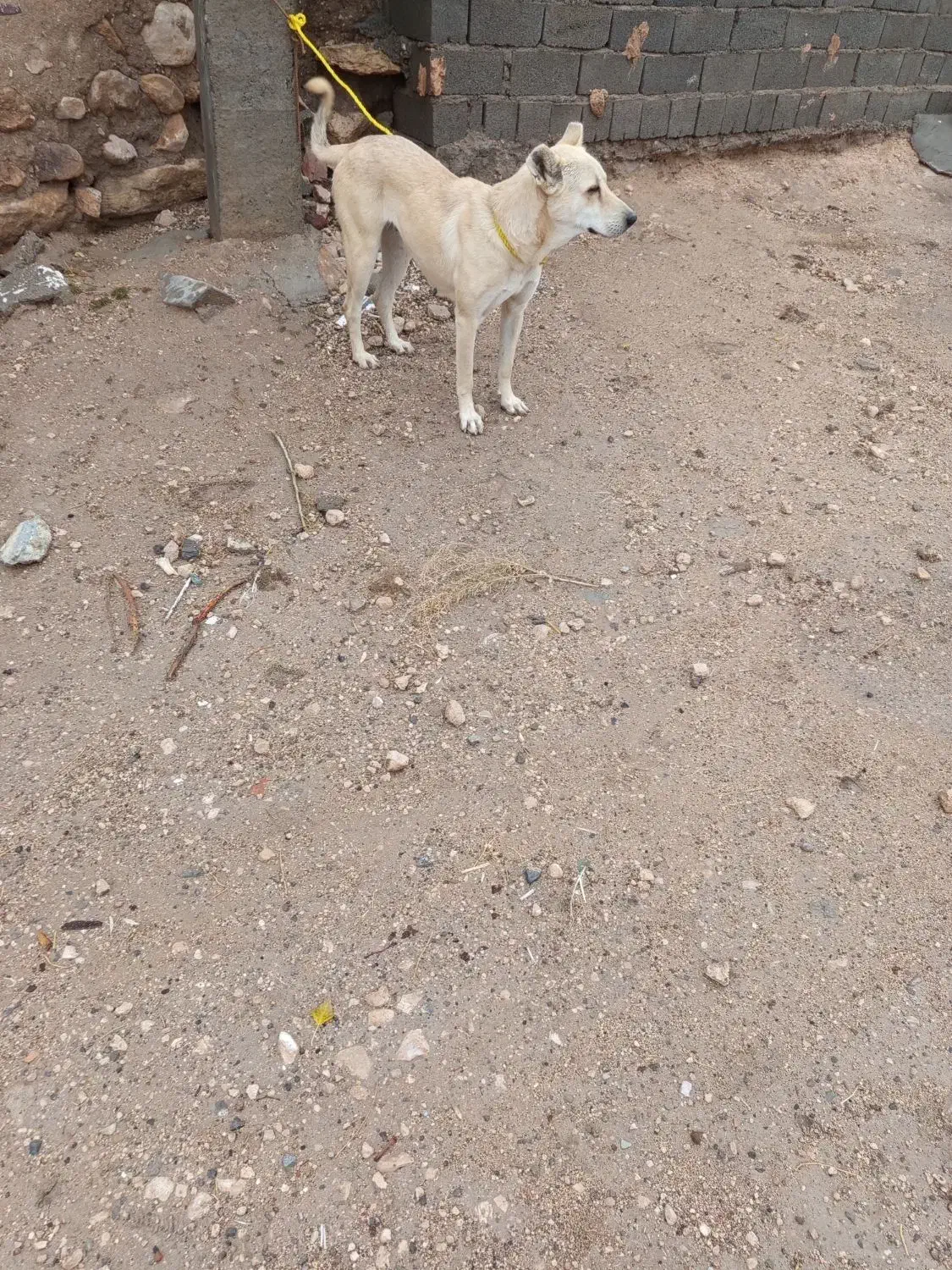 واگذاری سگ نرو ماده|سگ|شاهین دژ, |دیوار