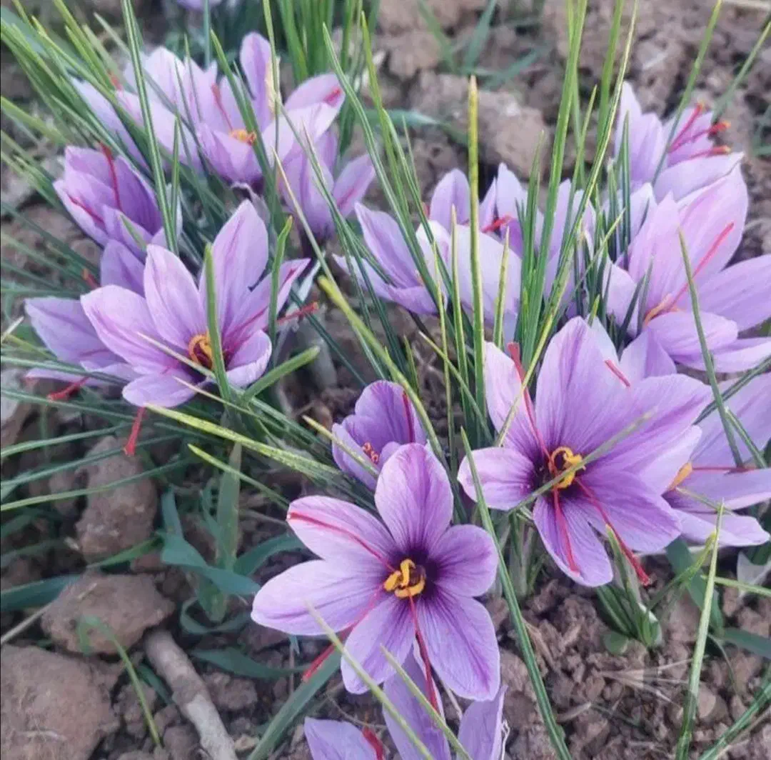 فروش گل زعفران|عمدهفروشی|تربتحیدریه, ترمینال|دیوار