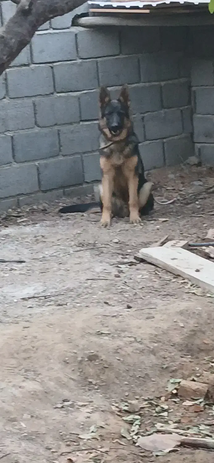 وا گذاری ژرمن شپرت|سگ|شبستر, |دیوار