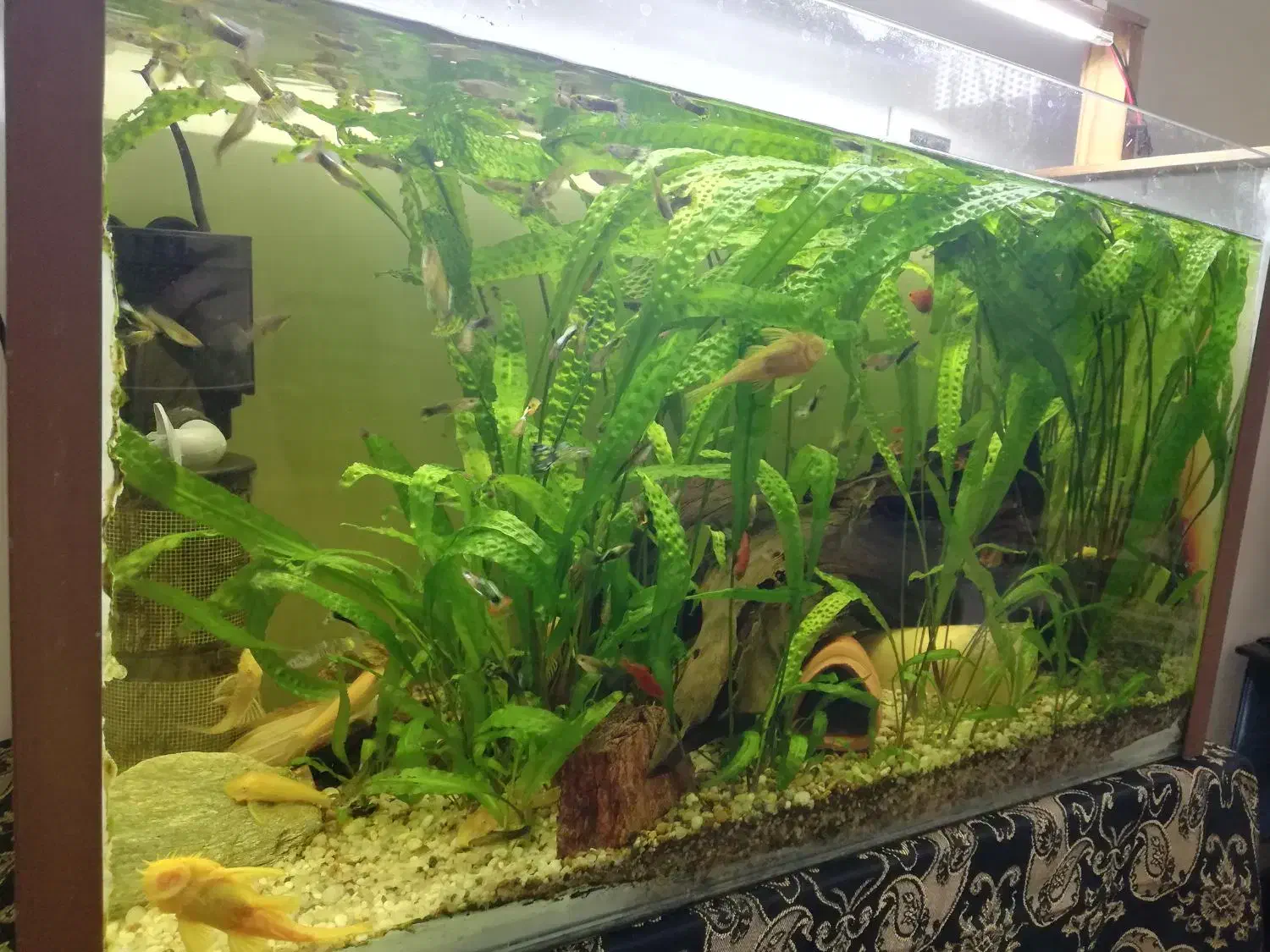 اکواریوم پلنت|ماهی|برخوار, |دیوار