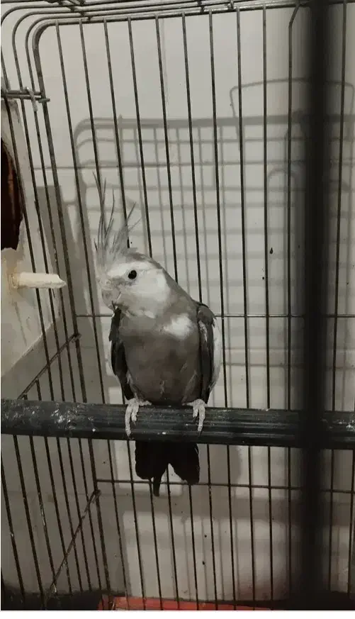 عروس هلندی|پرنده|بندرعباس, |دیوار