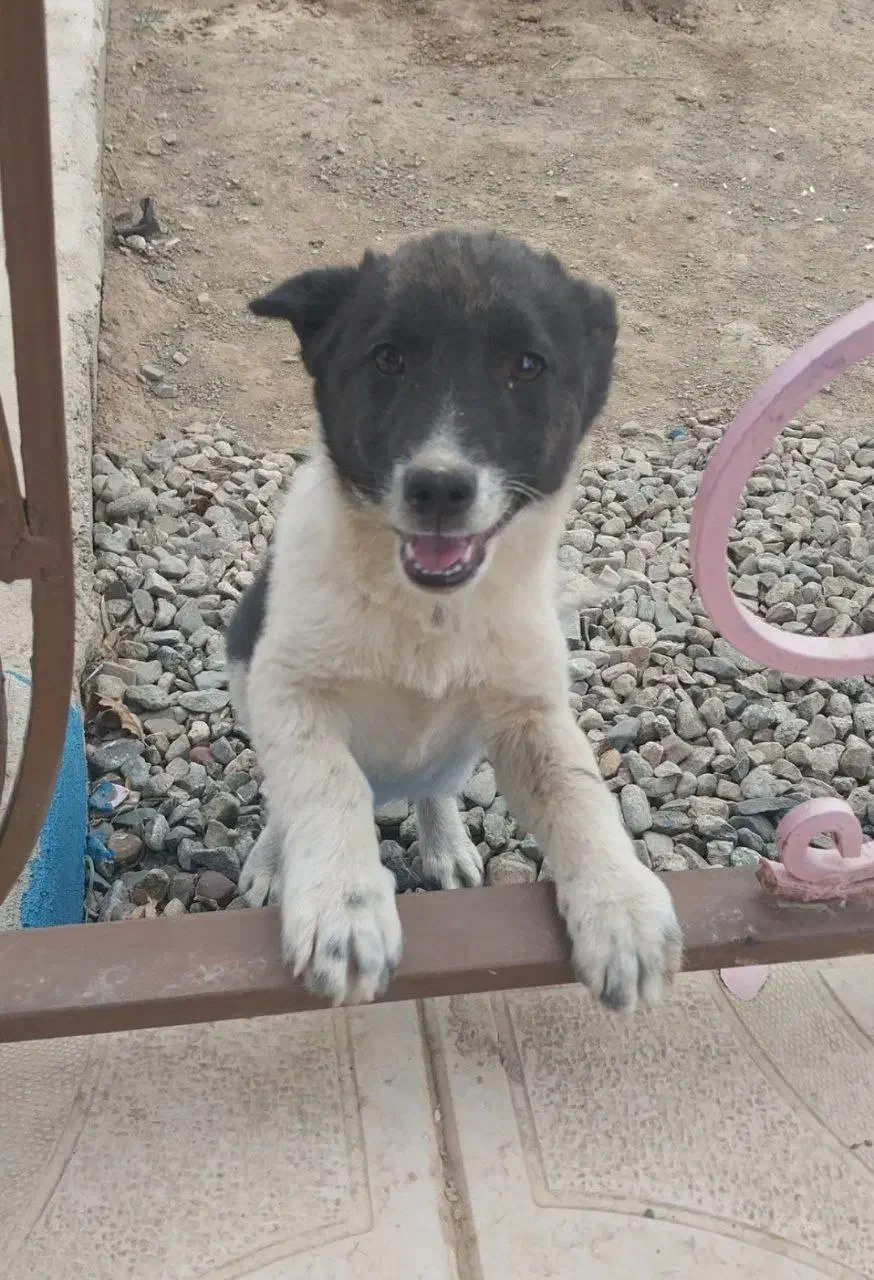 سگ پاکوتاه|سگ|مرند, |دیوار