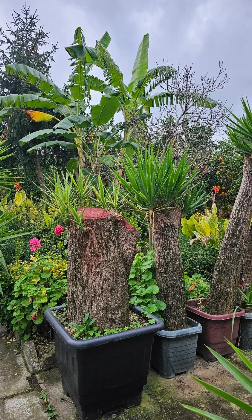 فروش یوکا تنه، بن سای  و شمشاد طلایی|گل و گیاه طبیعی|تهران, درختی|دیوار