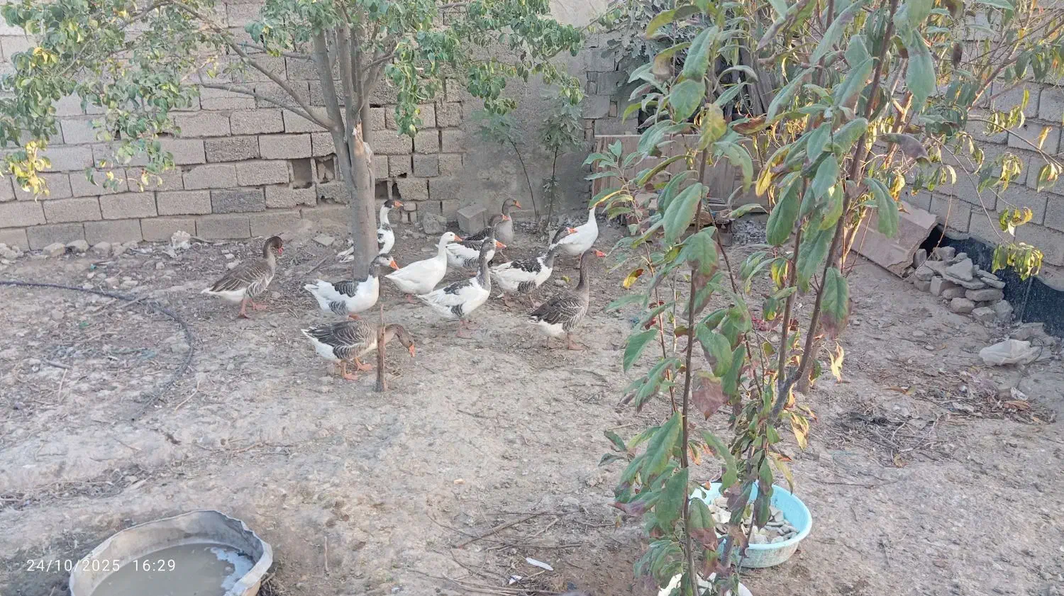 غاز جوان و یک بوقلمون ماده بزرگ|حیوانات مزرعه|انبارآلوم, |دیوار