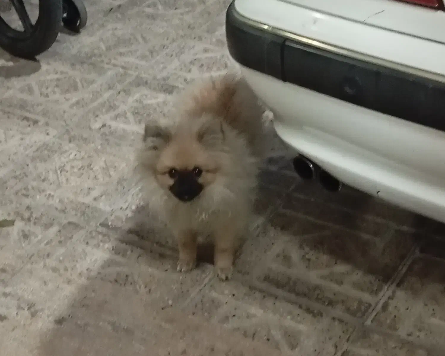 سگ پامرانین|سگ|تهران, فرزانه|دیوار