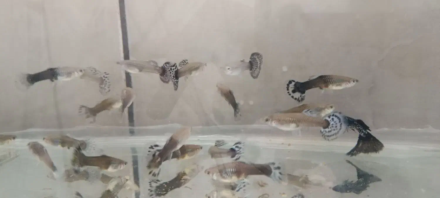 فروشی گوپی|حراج|لردگان, |دیوار