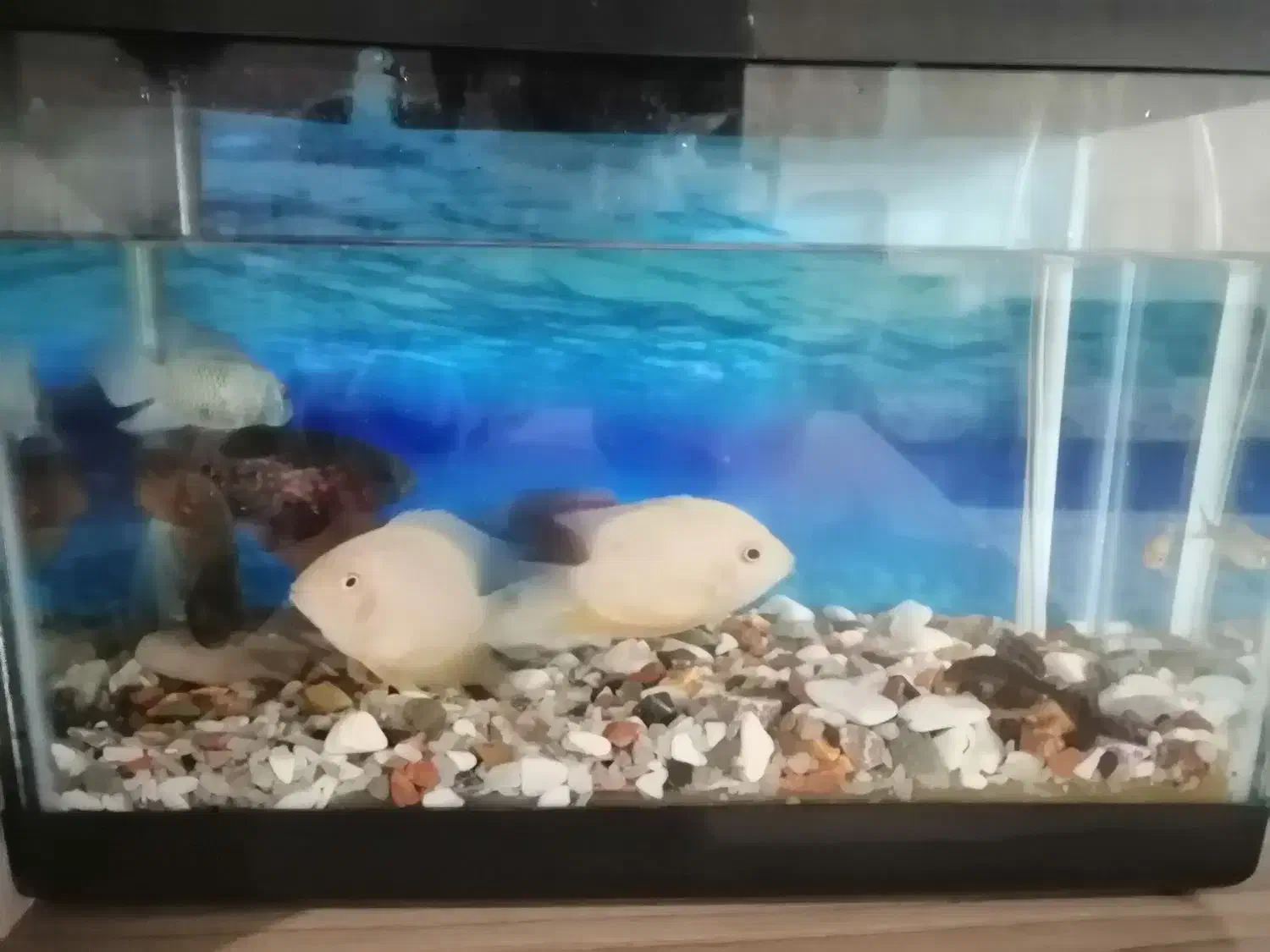 آکواریوم فقط معاوضه با  آکواریوم بزرکتر از خودش|ماهی|خرم‌آباد, |دیوار