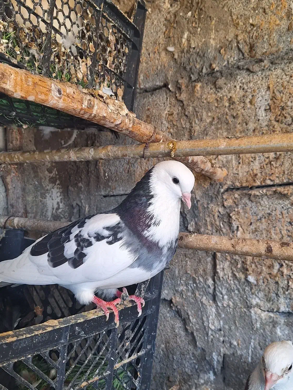 شازده تیکه پاره گرهن|پرنده|قشم, |دیوار