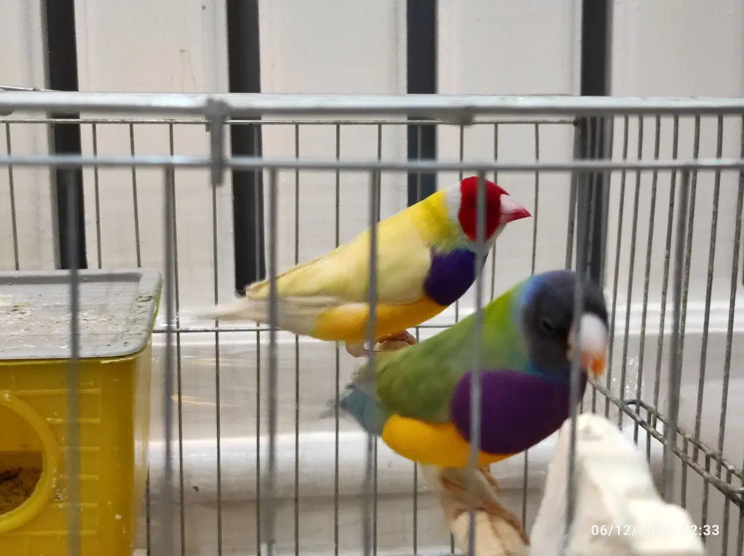 جفت ستاره ای و گلدین و یاسمین|پرنده|الوند, |دیوار