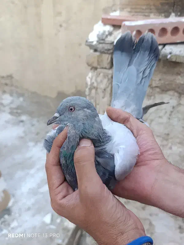 صدادار|پرنده|مسجد سلیمان, |دیوار