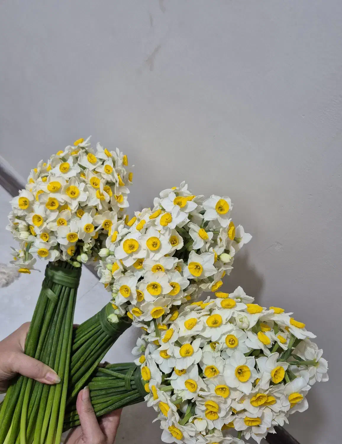 گل نرگس|گل و گیاه طبیعی|اهواز, کمپلو جنوبی|دیوار