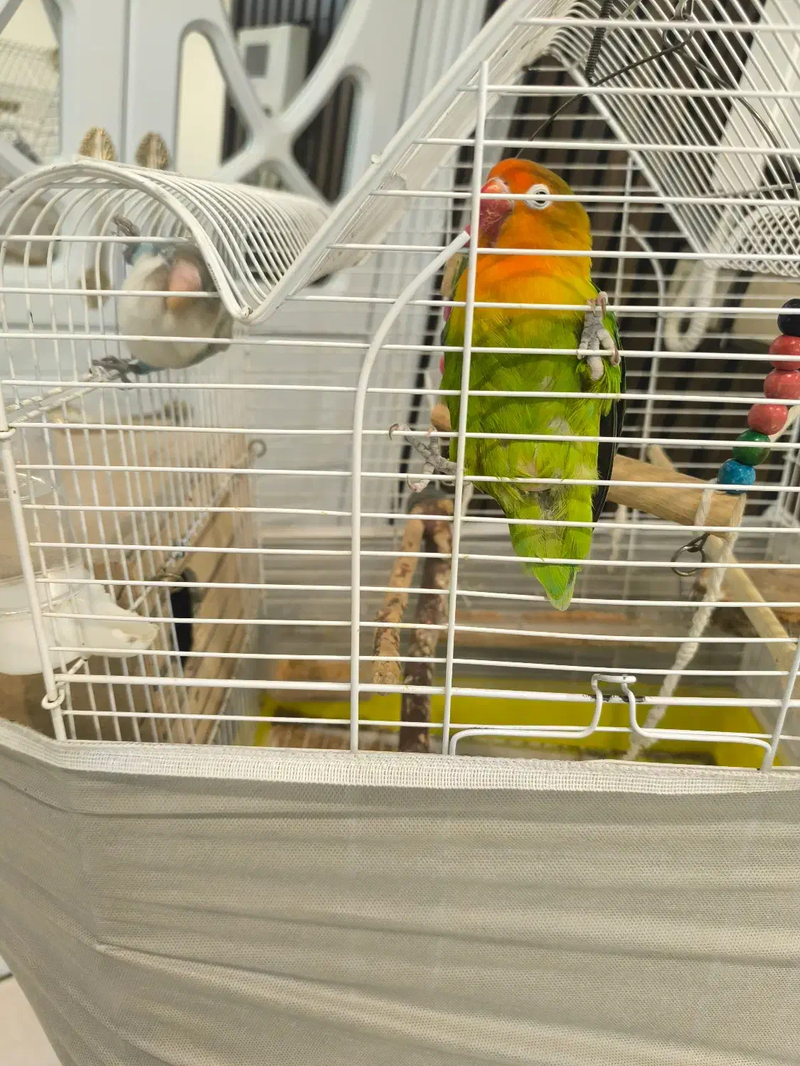 طوطی برزیلی جفت|پرنده|فردیس, فردیس|دیوار