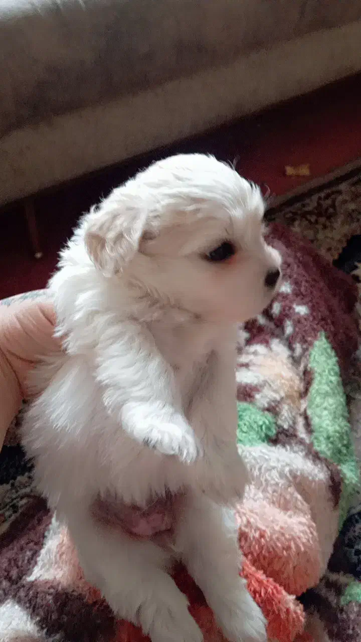 تریر بازیگوش|سگ|تبریز, |دیوار