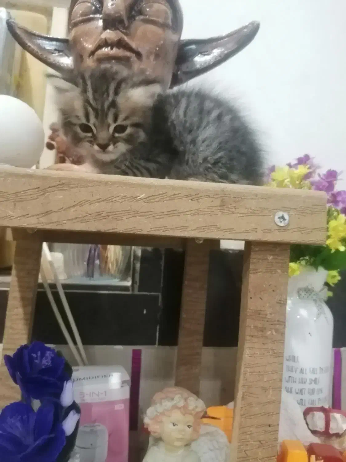 واگذاری بچه گربه های پرشین|گربه|آبادان, |دیوار