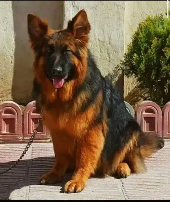 سگ ژرمن شپرد|سگ|تهران, سلیمانی|دیوار