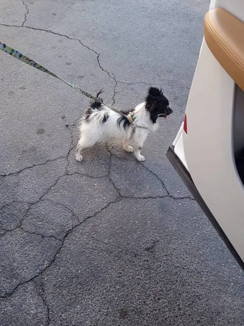 سگ‌پیداشده|حیوانات|شیراز, طلاب|دیوار