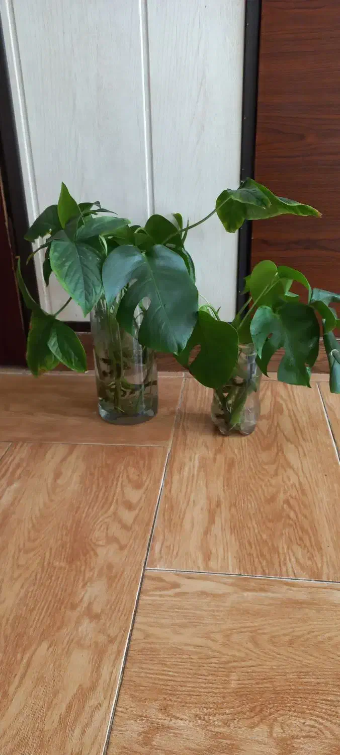 قلمه سینگونیوم وبرگ انجیری وگلدونها|گل و گیاه طبیعی|مشهد, چهارچشمه|دیوار