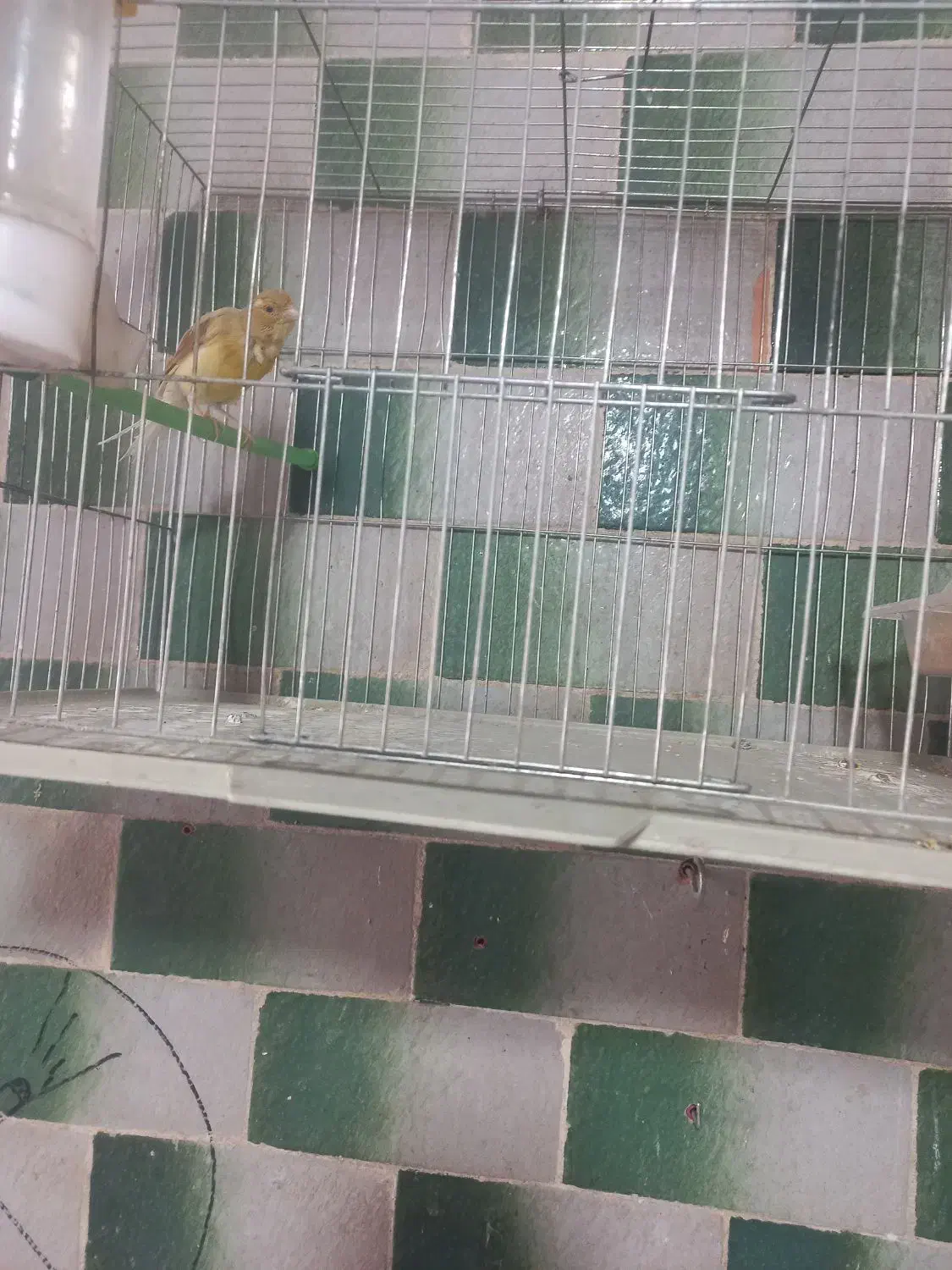 مادهابلقزیتونیرسمی|پرنده|بروجرد, |دیوار