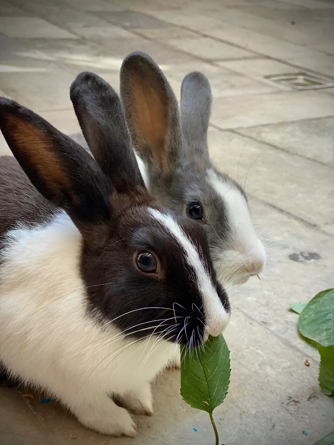 خرگوش|موش و خرگوش|قره ضیاالدین, |دیوار