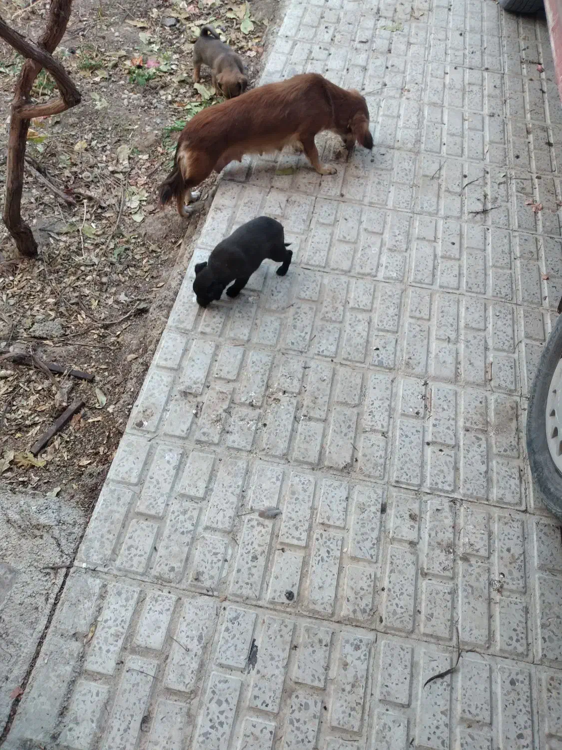 سگ پا کوتاه|سگ|شیروان (خراسان), |دیوار