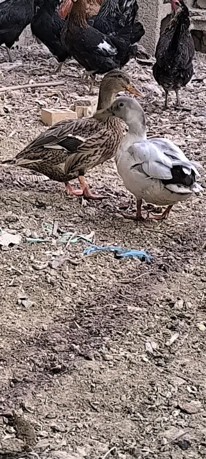 خضیری اردک خضیری|حیوانات مزرعه|شادگان, |دیوار