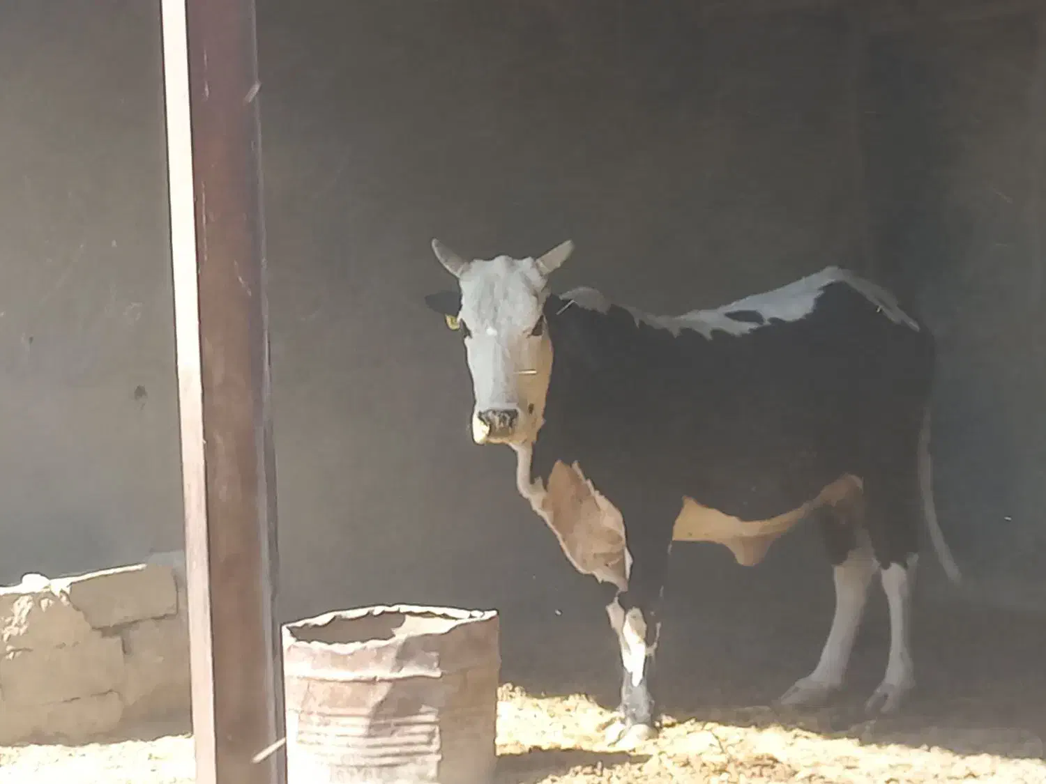 گاو سیستانی|حیوانات مزرعه|قرقری, |دیوار