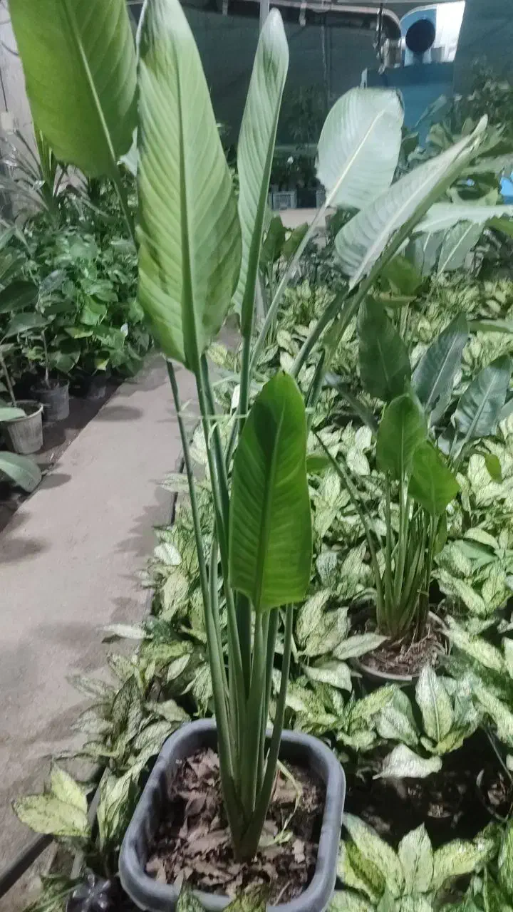 فروش عمده وتک گل و گیاه وجود واستند وخاک گلبانو|گل و گیاه طبیعی|گناباد, |دیوار