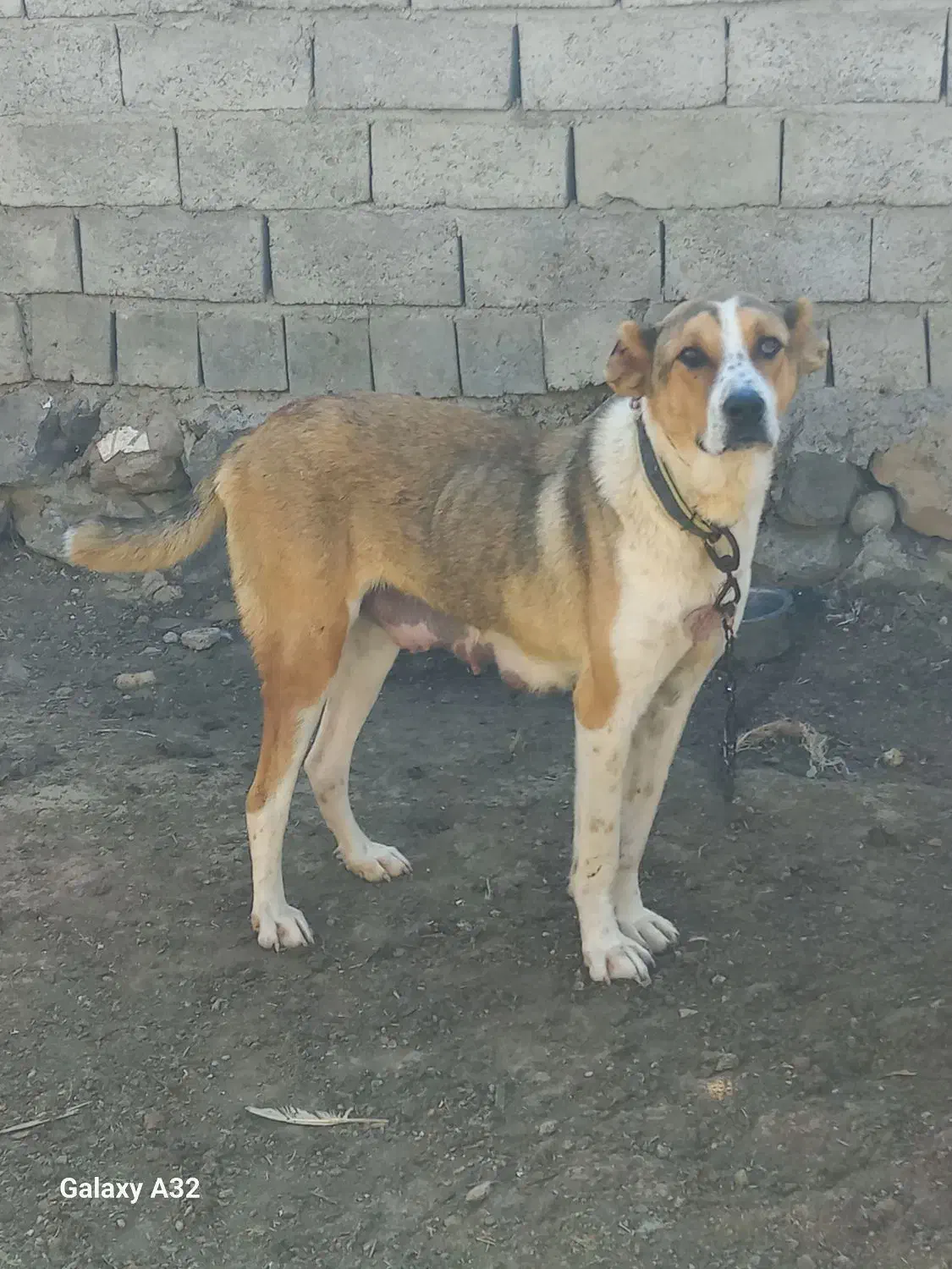 یک ماده عدد بفرش میرست نبودنه جا|سگ|اردبیل, |دیوار